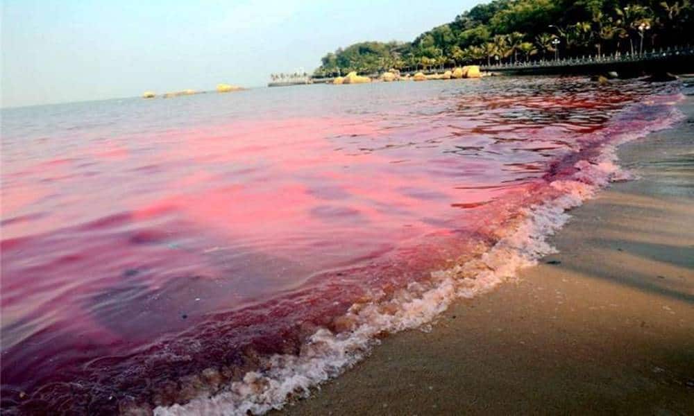 Conheça o fenômeno da maré vermelha - Orla Rio